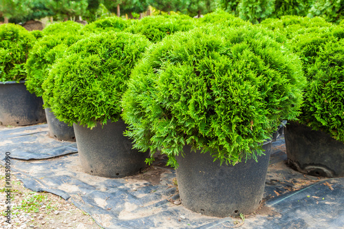 Evergreen cypresses plants in pots on tree farm