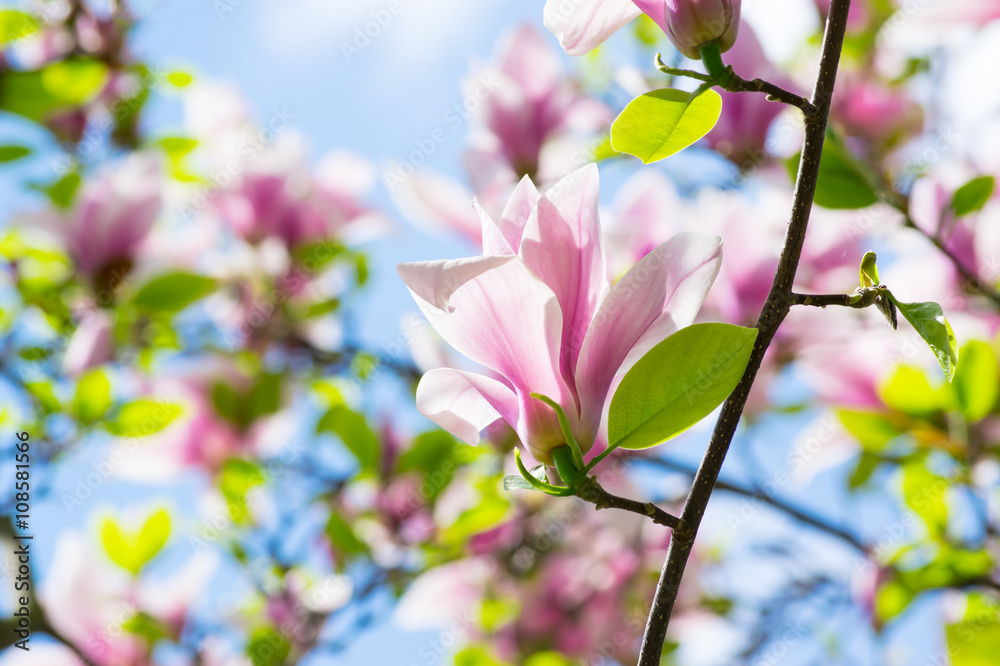 Obraz premium Spring floral background with pink magnolia flowers