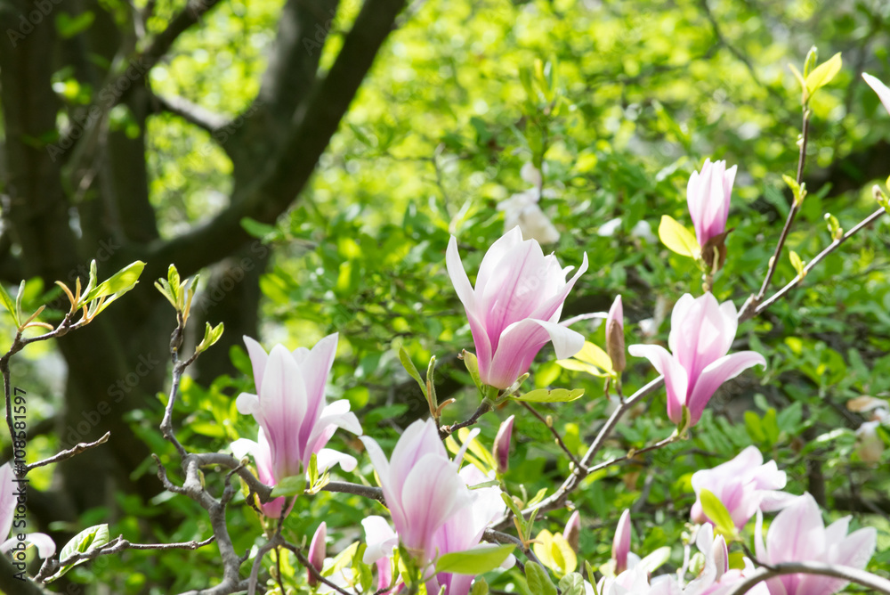 Obraz premium Pink magnolia flowers