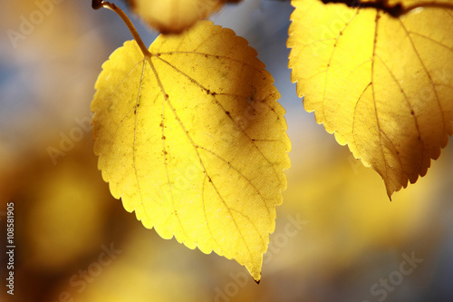 Autumn impression. Yellow leaves.