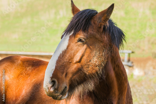 Canvas Print Majestic Clydesdale horses