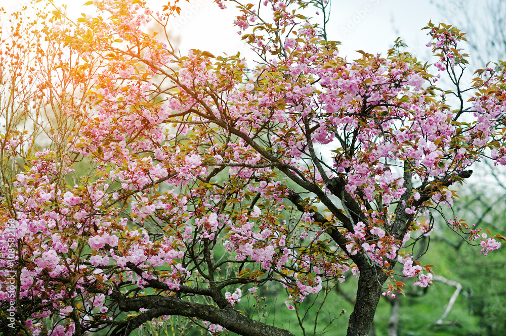 Branches of cherry tree blossoms Branches of cherry tree blossoms