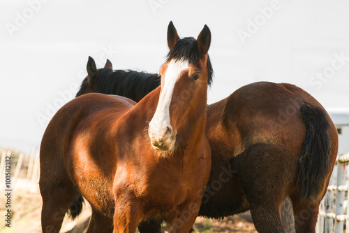Canvas Print Majestic Clydesdale horses