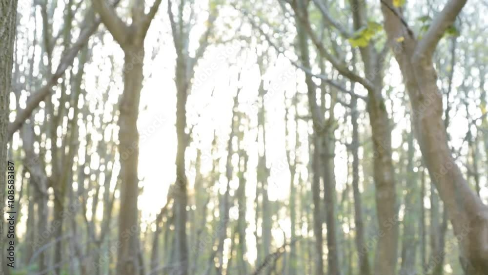 Sunlight in Anchient English Woodland - dolly shot Sunlight in Anchient English Woodland - dolly shot