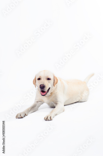 golden labrador - retriever on a white background