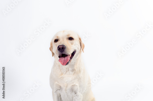 golden labrador - retriever on a white background © muzzoff