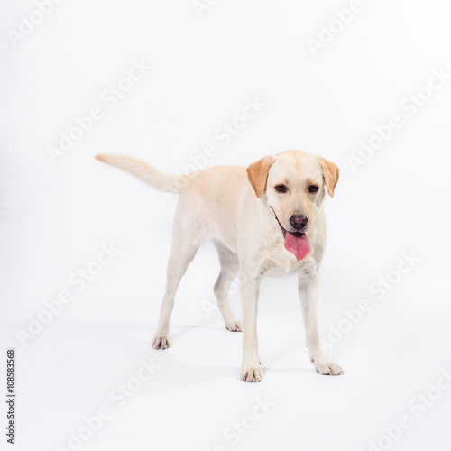 golden labrador - retriever on a white background