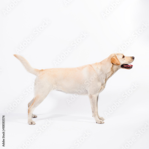 golden labrador - retriever on a white background