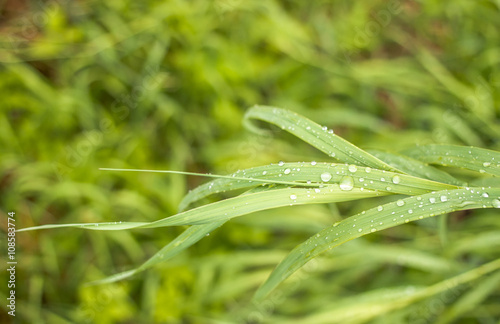 juicy green grass sedge closeup on which after heavy rain remained playing silver drops in the sun