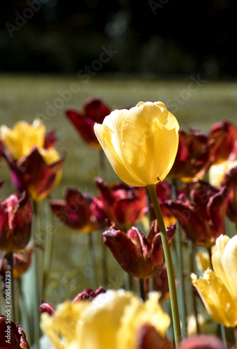 il tulipano giallo