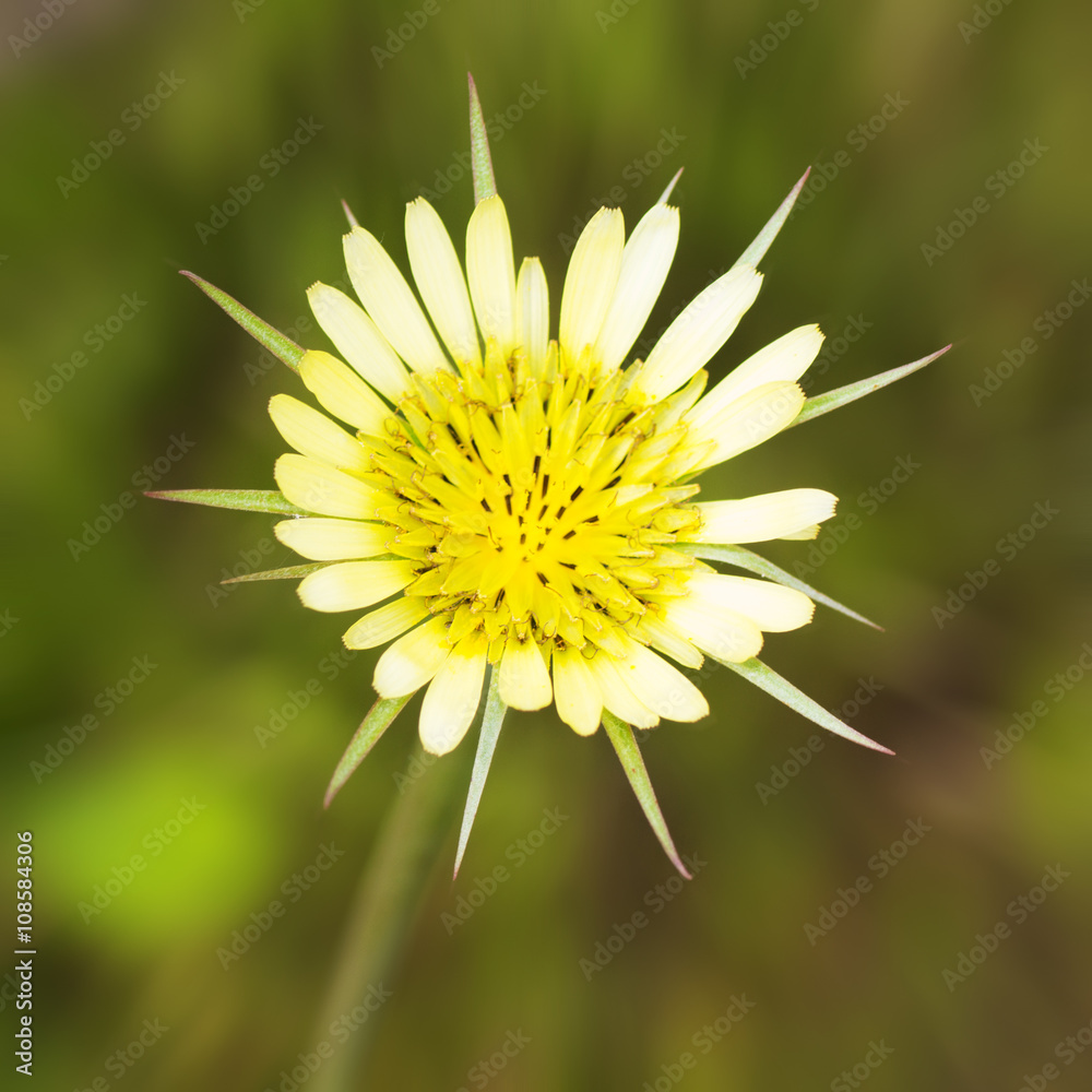 Obraz premium Flower in the Park