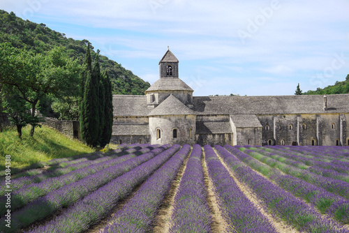 Abbey of Senanque near the village of Gordes in Provence, France with blooming lavender field