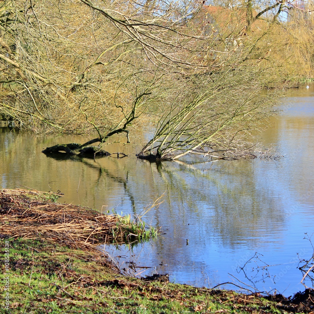 Lakeside with broken tree trunk in the water