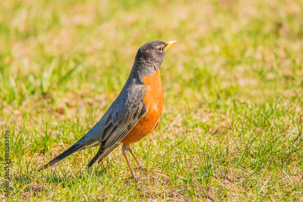 American Robin American Robin