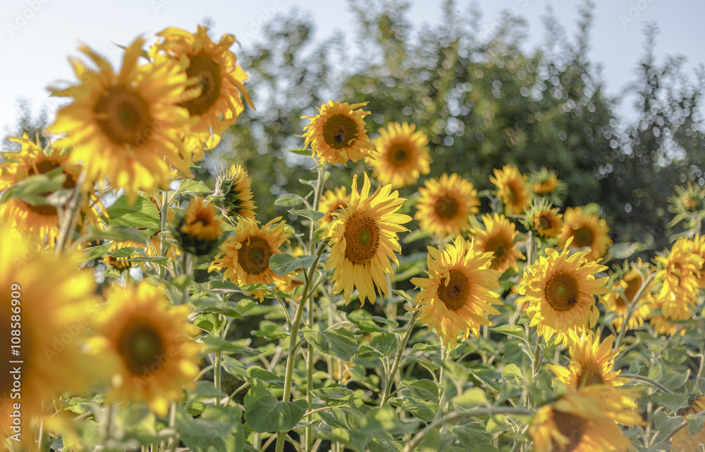 Sunflower field Sunflower field