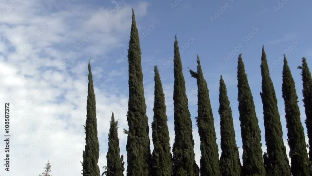 Swaying Green Cypress Trees Against Blue Sky White Clouds
