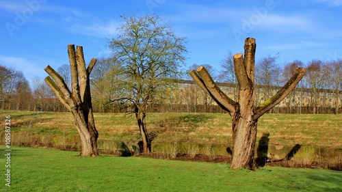 Canvastavla Pollarded trees in a park