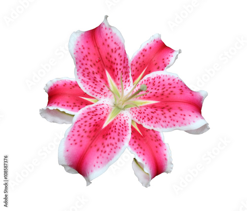 Tablou canvas Pink Stargazer Lilies flowers on white background.