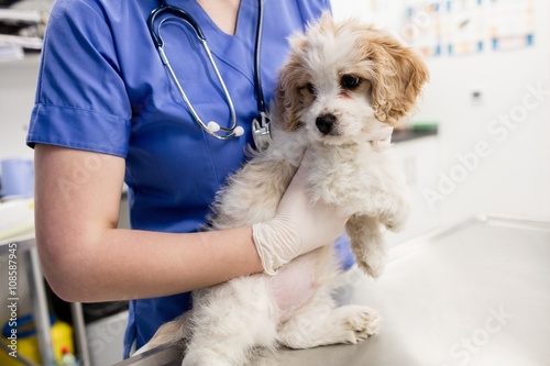 Mid-section of vet holding dog photo