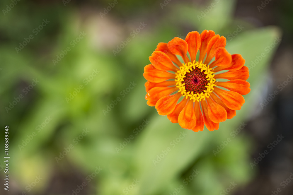 Orange zinnia blossom Orange zinnia blossom