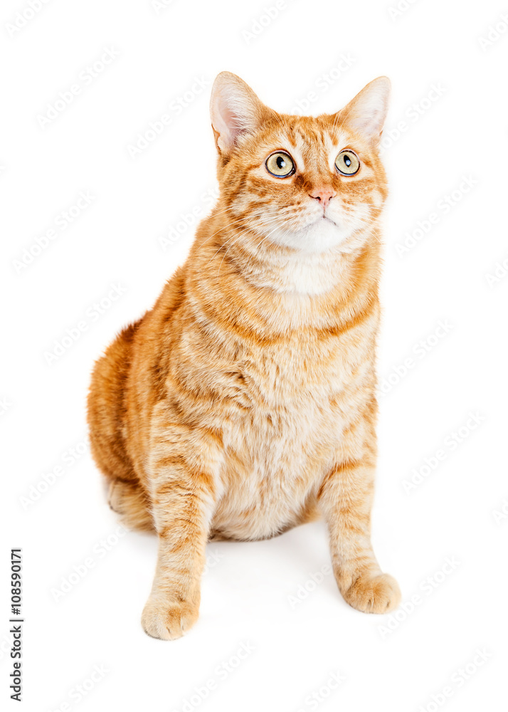 Attentive Orange Striped Tabby Cat