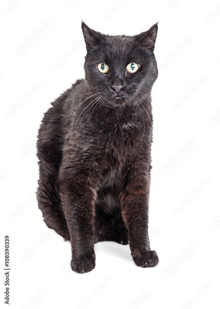 Black Cat Over White Looking Forward Black Cat Over White Looking Forward
