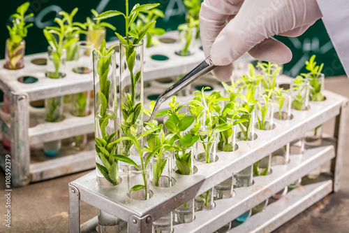 University lab exploring new methods of plant breeding