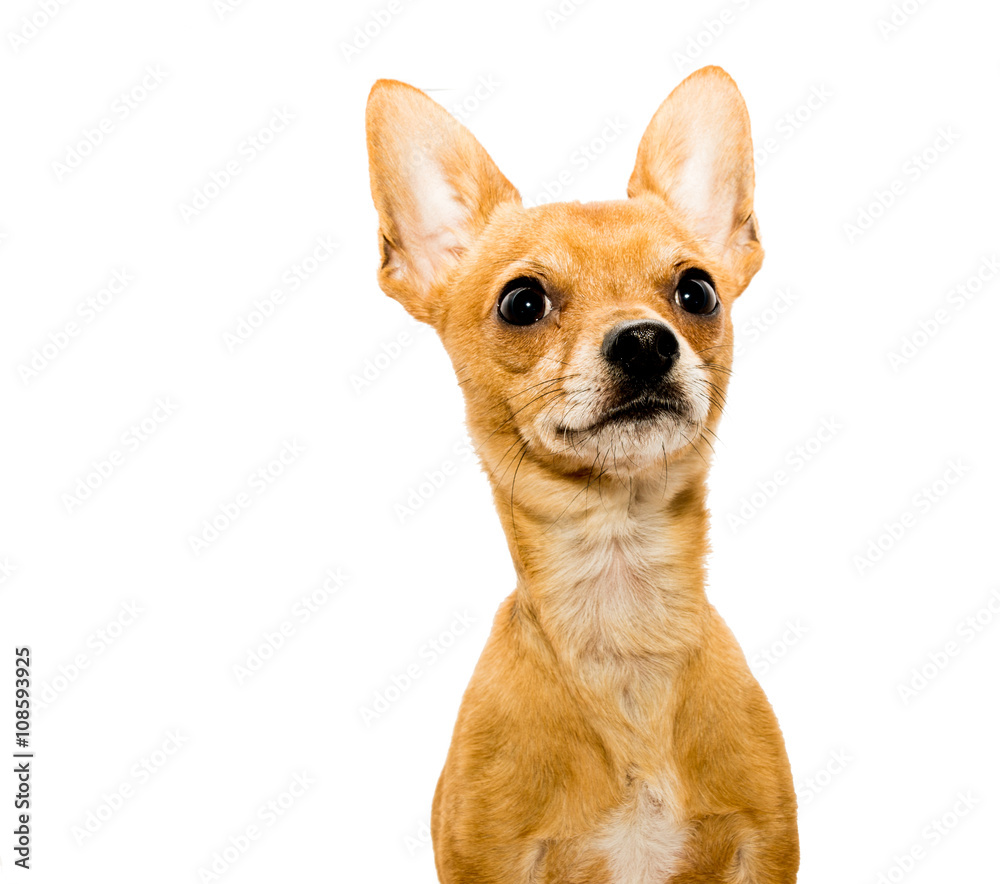 Alert Chihuahua Dog