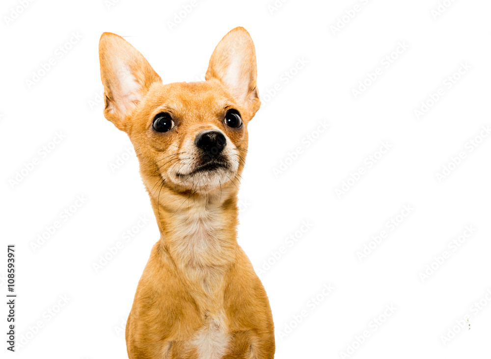 Alert Chihuahua Dog
