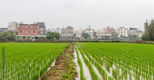 Rice field  in Taoyuan district, Taiwan April 2016 photo