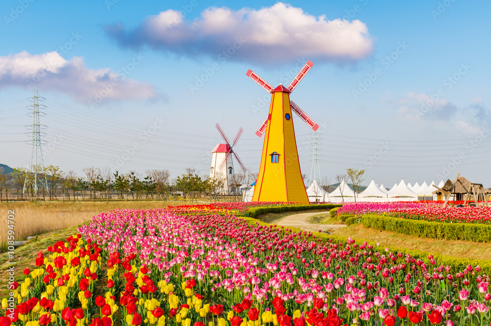 colorful tulips and wooden windmills in the park