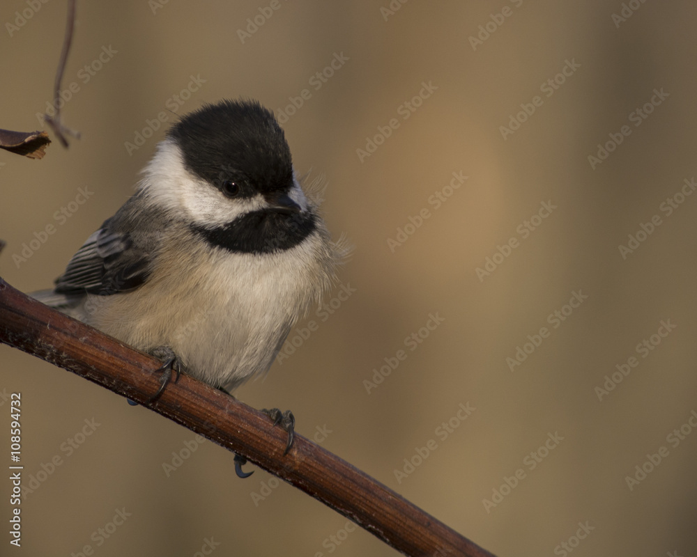 Obraz premium Chickadee keeping warm