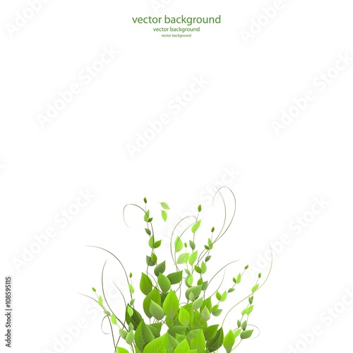 bush,dense foliage on a white background, vector