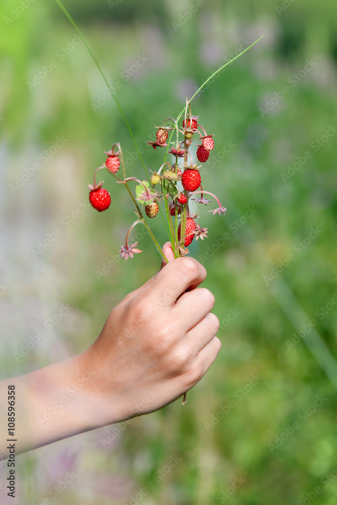 A kid hand is holding a bunch of wild strawberry