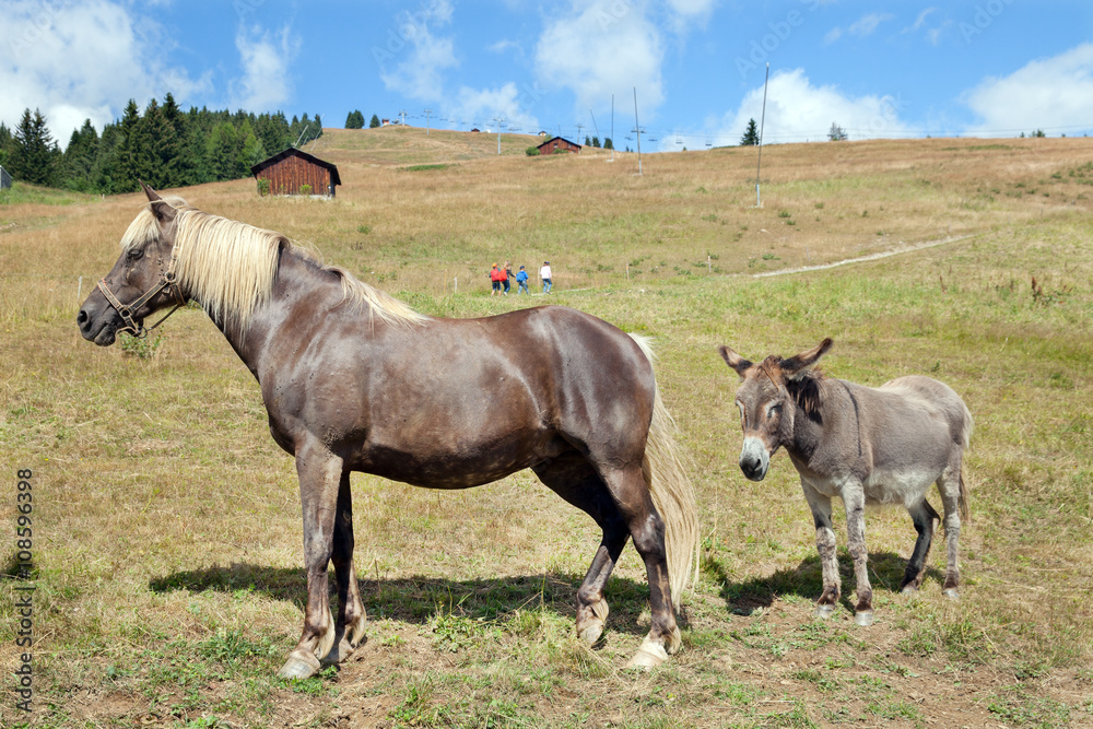 horse and donkey grazing in the mountains horse and donkey grazing in the mountains