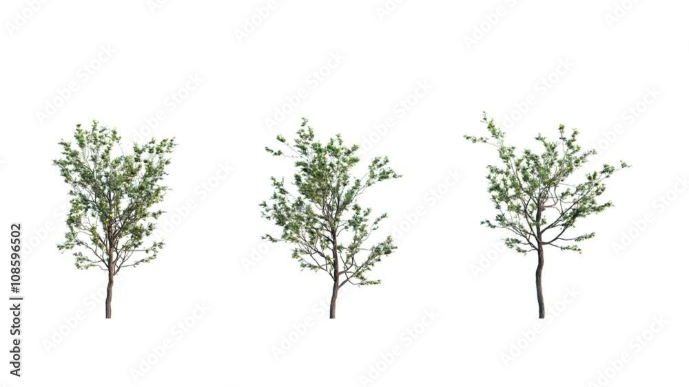 Growing trees 3 variations on white background (with alpha matte, cg animation, full hd) 