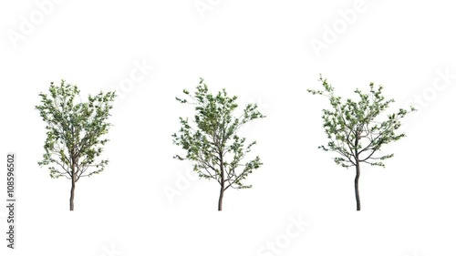 Growing trees 3 variations on white background (with alpha matte, cg animation, full hd) 