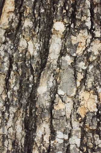 Tree bark of background