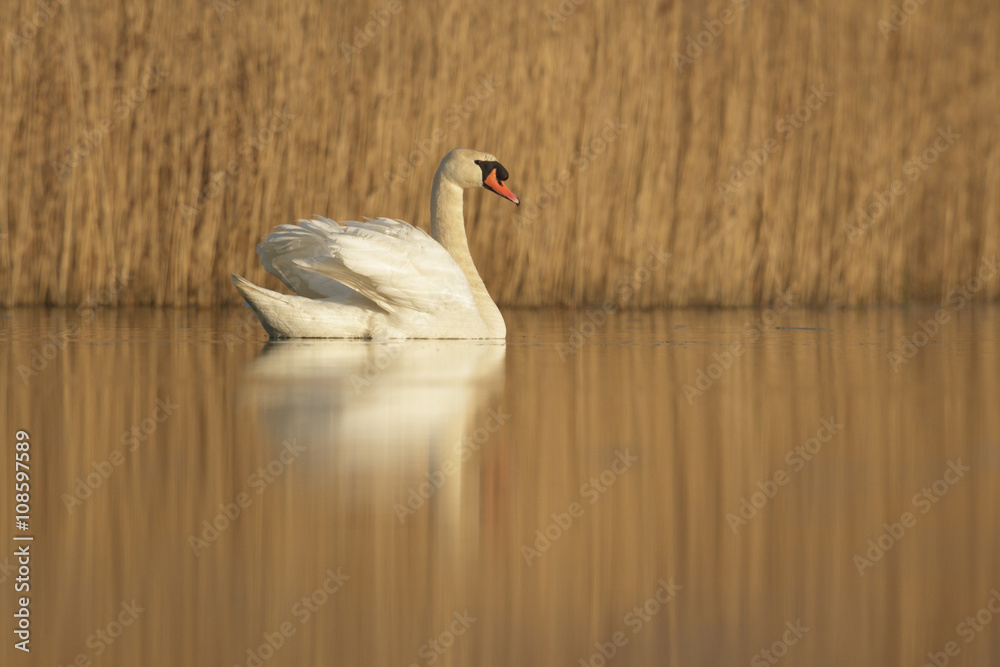 Naklejka premium bird