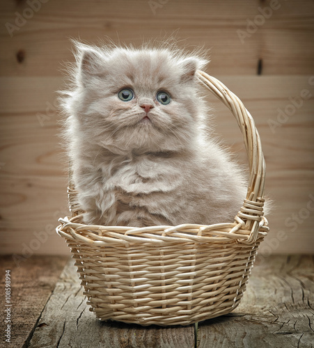 Fototapeta Naklejka Na Ścianę i Meble -  beautiful british long hair kitten in a basket