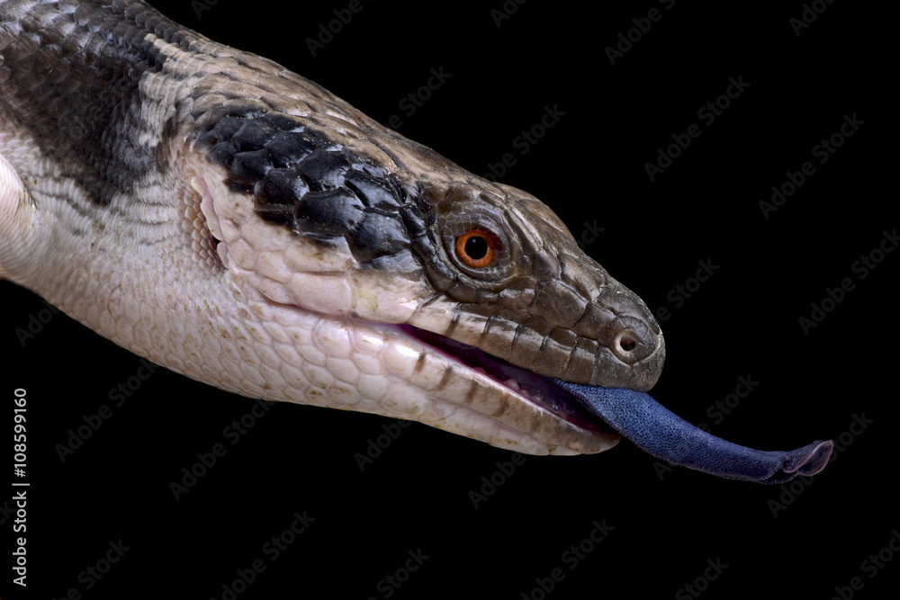Fototapeta premium Western blue-tongued skink (Tiliqua occipitalis)
