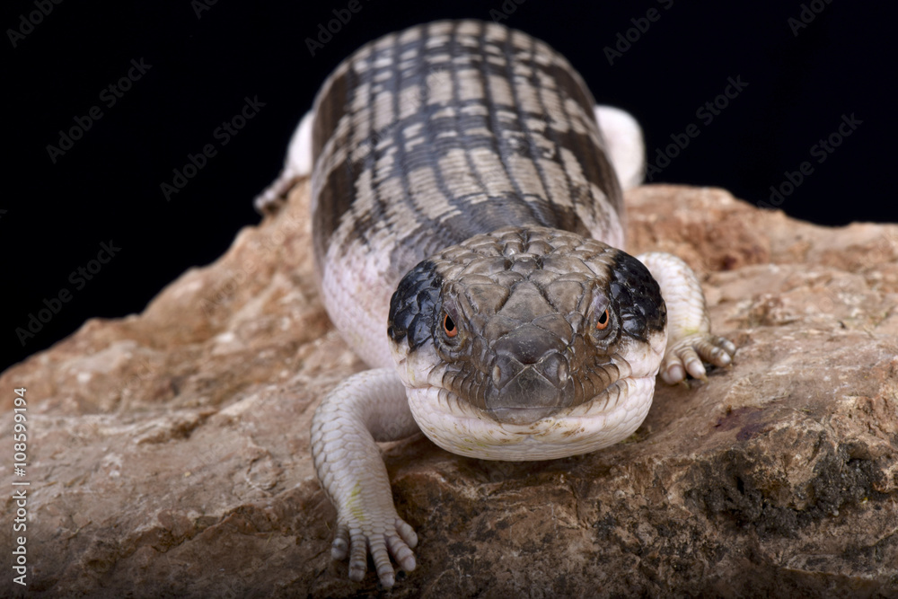 Fototapeta premium Western blue-tongued skink (Tiliqua occipitalis)