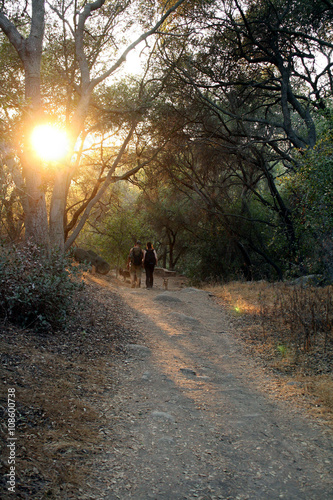 Sunny Hiking Trail