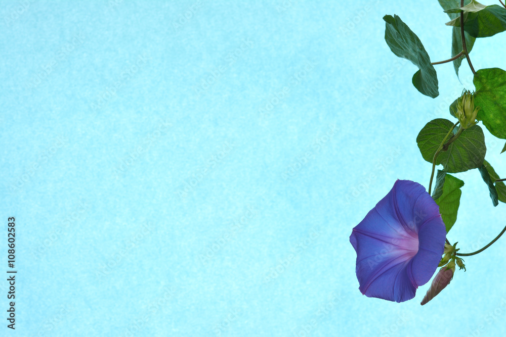 青色の朝顔 青色背景 Stock Photo Adobe Stock
