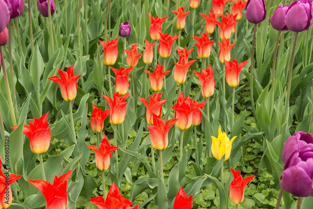 Obraz premium Тюльпаны в саду