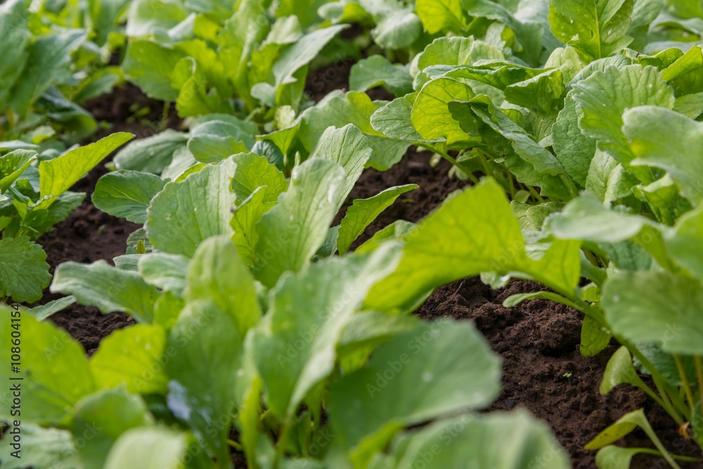 Close up of green radish leaves in home garden in spring Close up of green radish leaves in home garden in spring