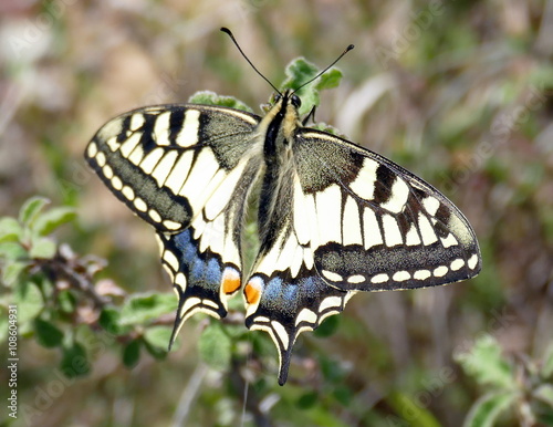 Schwalbenschwanz photo