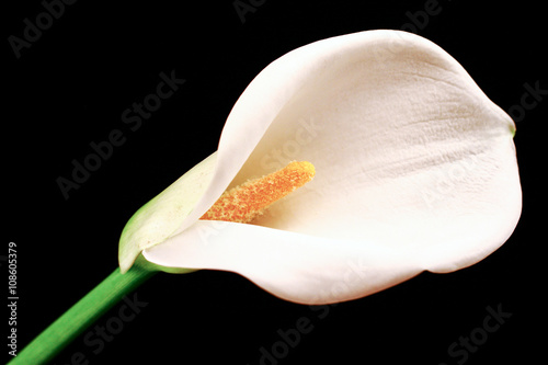 White Calla lilly over black background