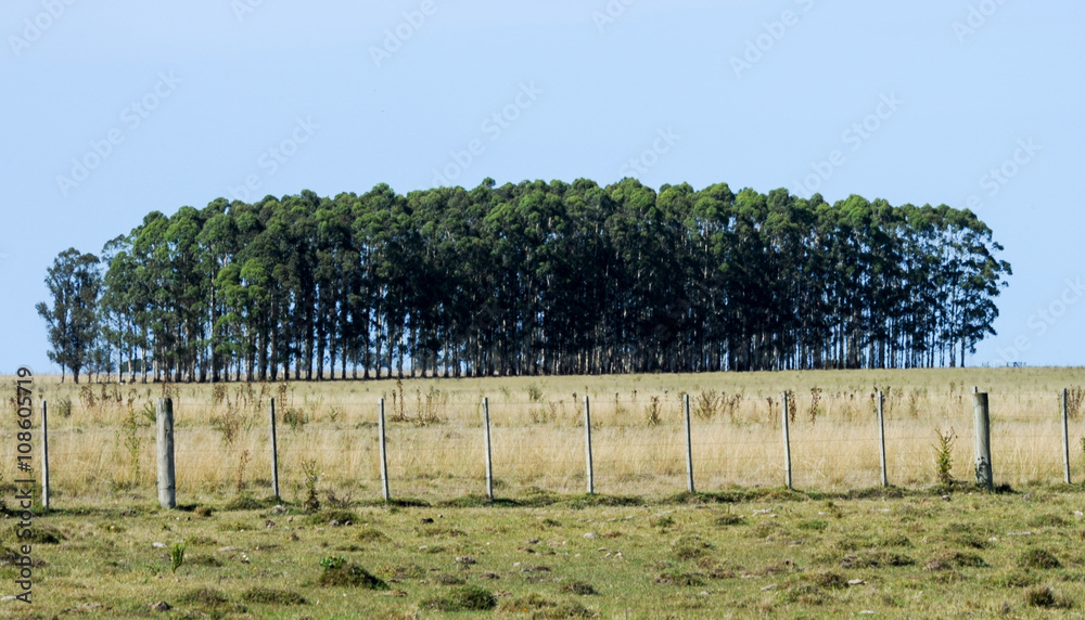Fototapeta premium Rural landscape with trees