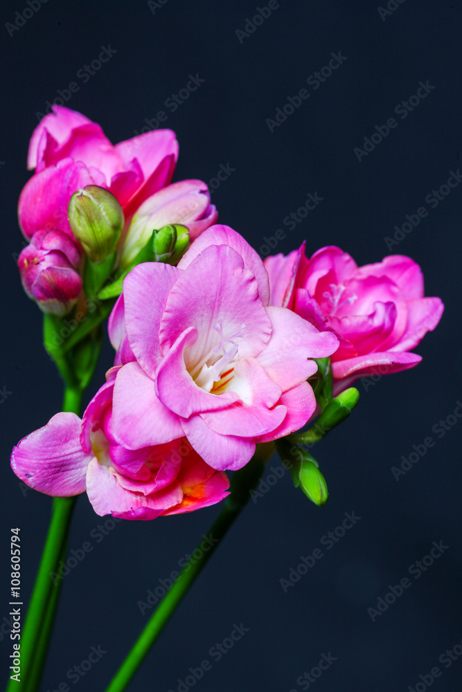 Obraz premium Spring flowering pink flowers isolated on black background